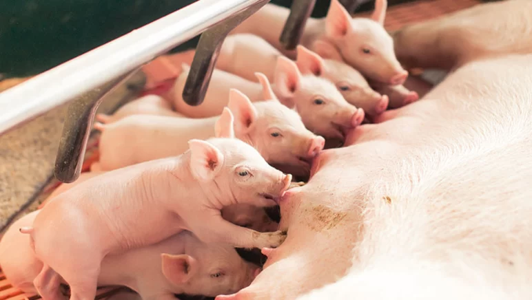 Влияние скармливания жирных кислот на молоко свиноматок и рост поросят