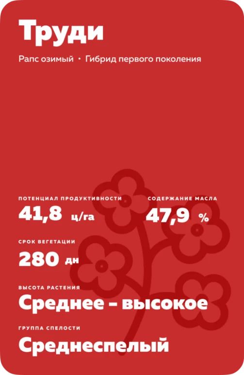 Труди (TRUDIE)  гибрид озимого рапса