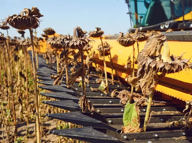 Русагротранс: Урожай масличных в 2022 г. может достигнуть рекордных 26 млн тонн