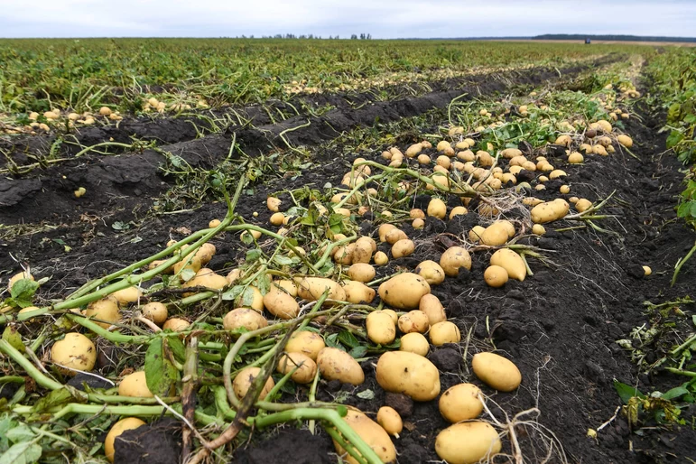 Российские учёные создали комплекс оборудования для картофельного семеноводства