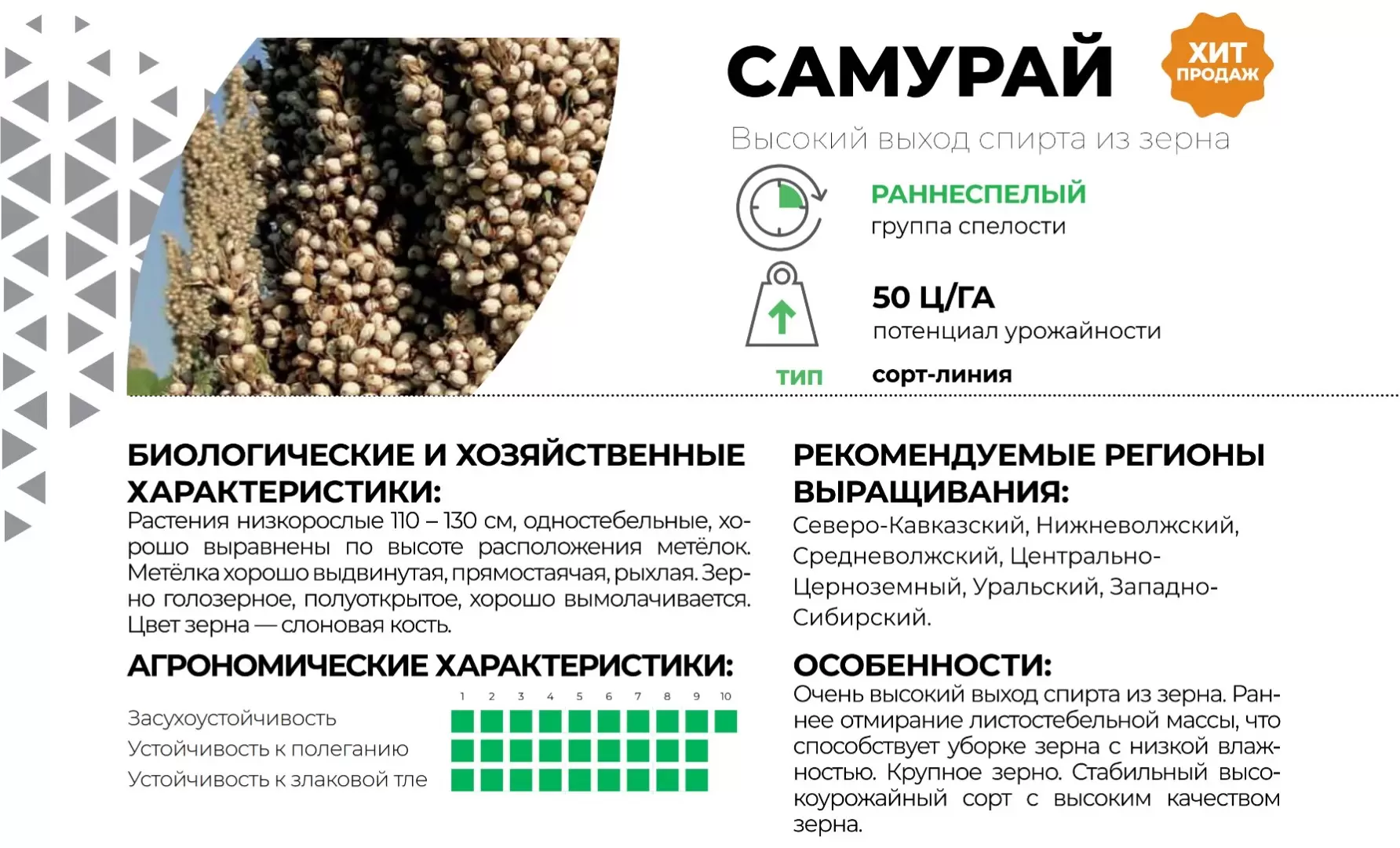 Самурай - сорго зерновое сорта и гибриды. Характеристики и отзывы