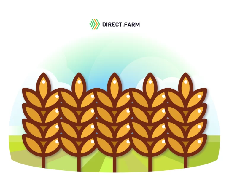 Какой выбрать сорт озимой пшеницы в Краснодарском крае?