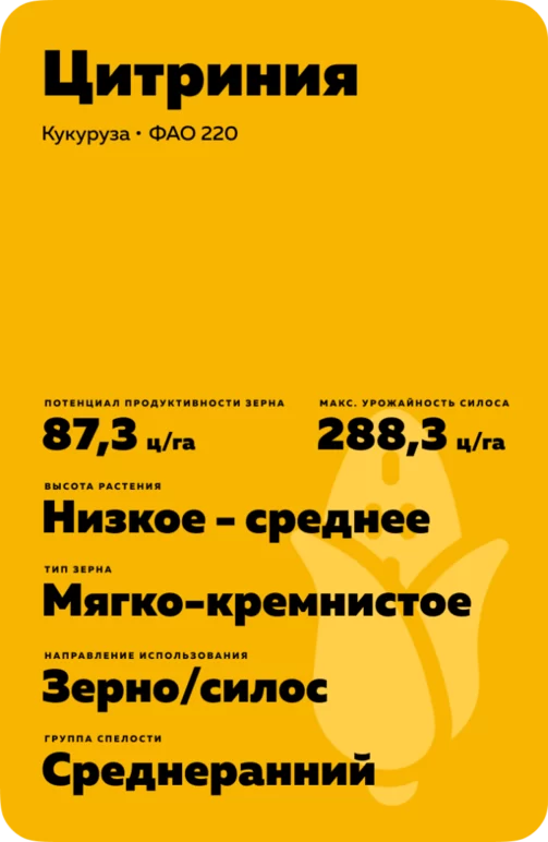 Цитриния гибрид кукурузы