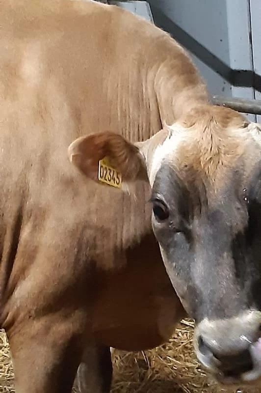 Мониторинг показателей состояния новотельной коровы.