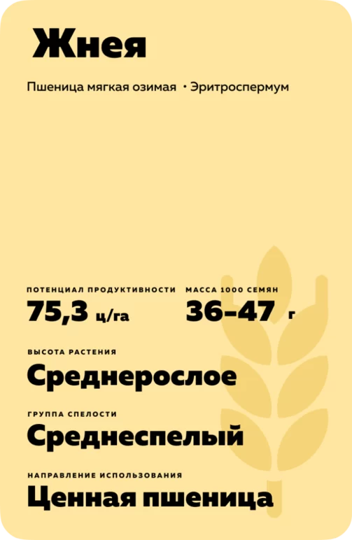 Жнея сорт мягкой озимой пшеницы
