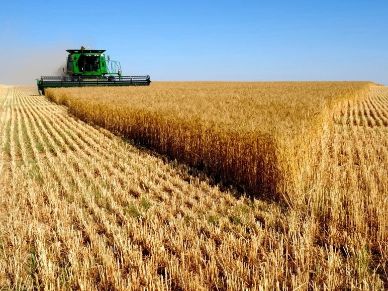 Минсельхоз РФ сохраняет планы по закупкам зерна в интервенционный фонд