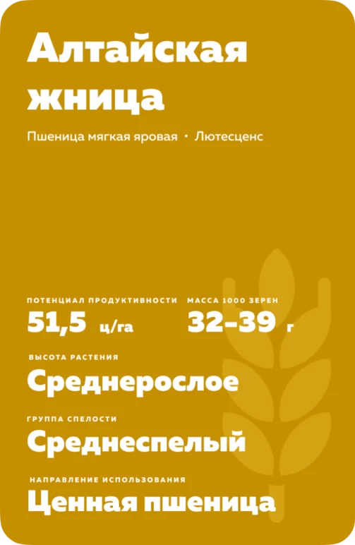 Алтайская жница