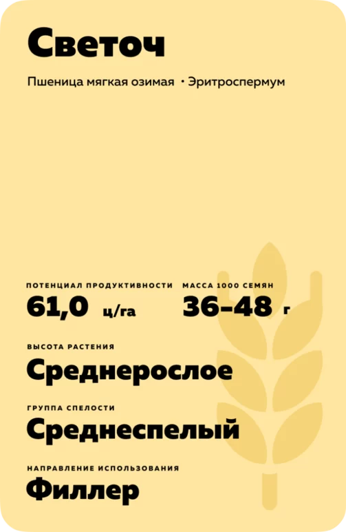 Светоч сорт мягкой озимой пшеницы