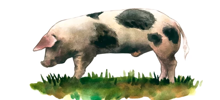 Бунте бентхаймер – порода свиней