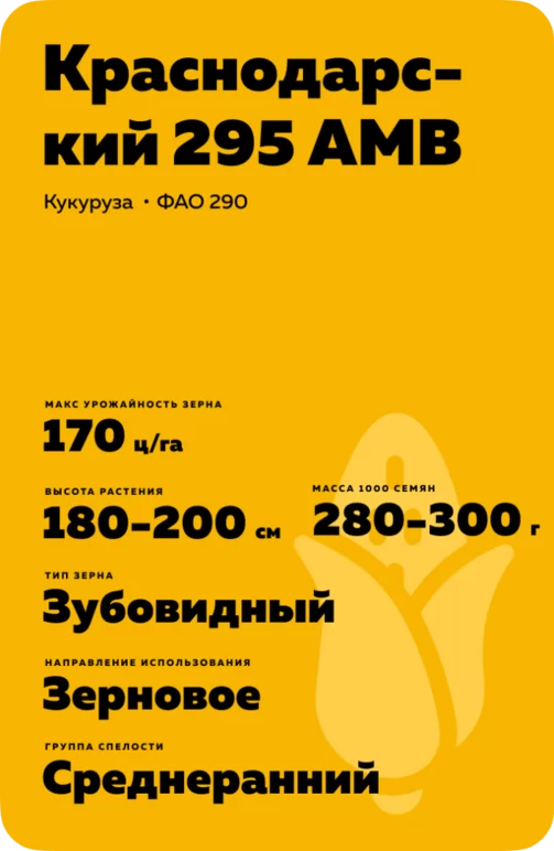 Краснодарский 295 АМВ гибрид кукурузы
