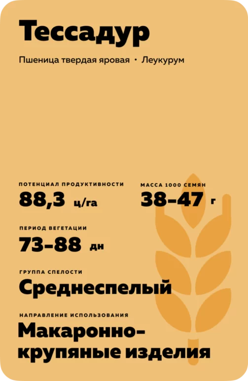 Тессадур (TESSADUR) сорт твердой яровой пшеницы