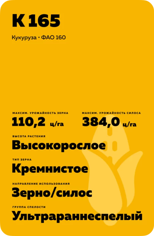 К 165 гибрид кукурузы