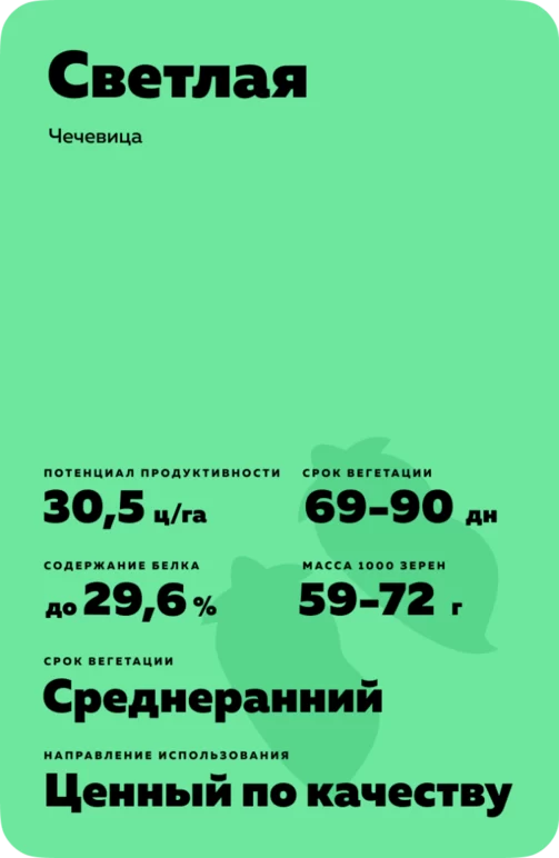 Светлая чечевица