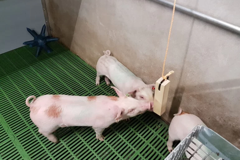 Игрушки для свиней. Чем увлечь животных — и зачем это делать?