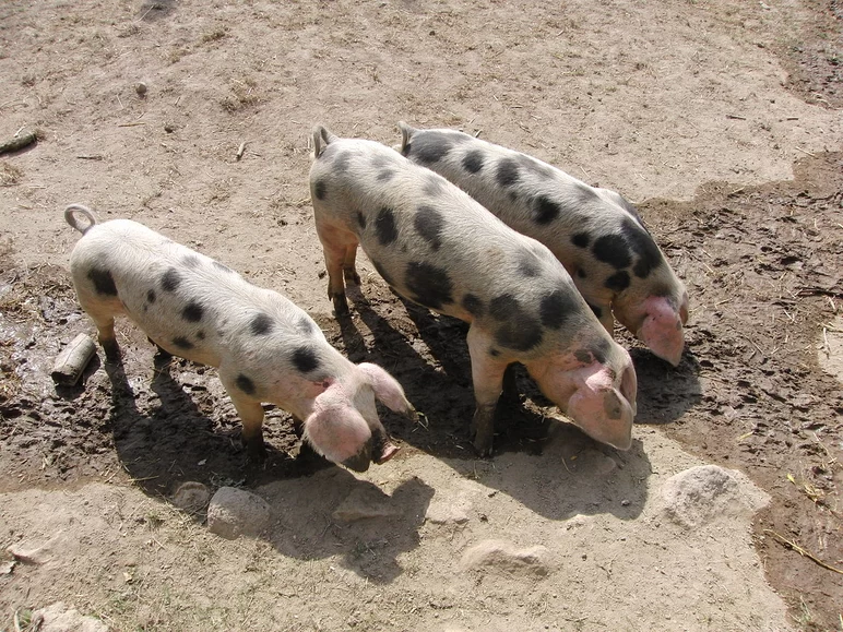 Байо – порода свиней