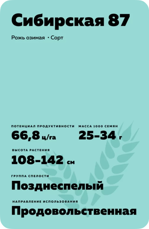 Сибирская 87  рожь озимая