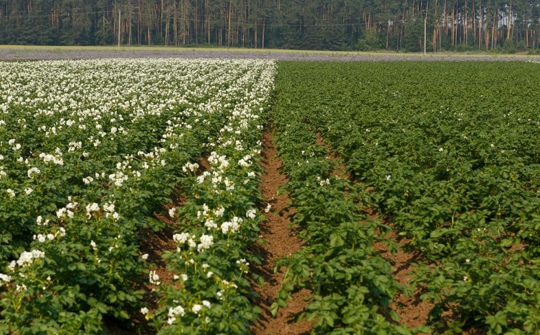 Влияние позднего срока посадки на урожайность и качество сортов картофеля