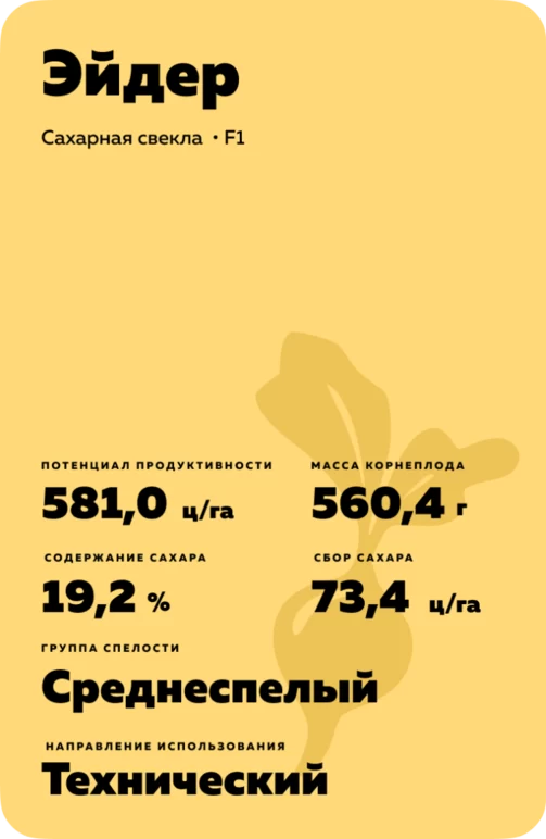 Эйдер - гибрид свеклы сахарной (Beta vulgaris L. ssp. vulgaris var. saccharifera Alef.).