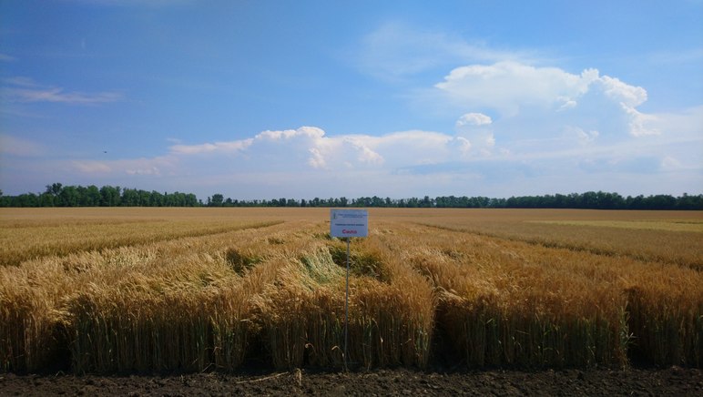 Сила сорт мягкой озимой пшеницы
