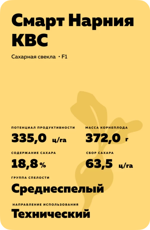 Смарт Леона КВС - гибрид свеклы сахарной (Beta vulgaris L. ssp. vulgaris var. saccharifera Alef.).