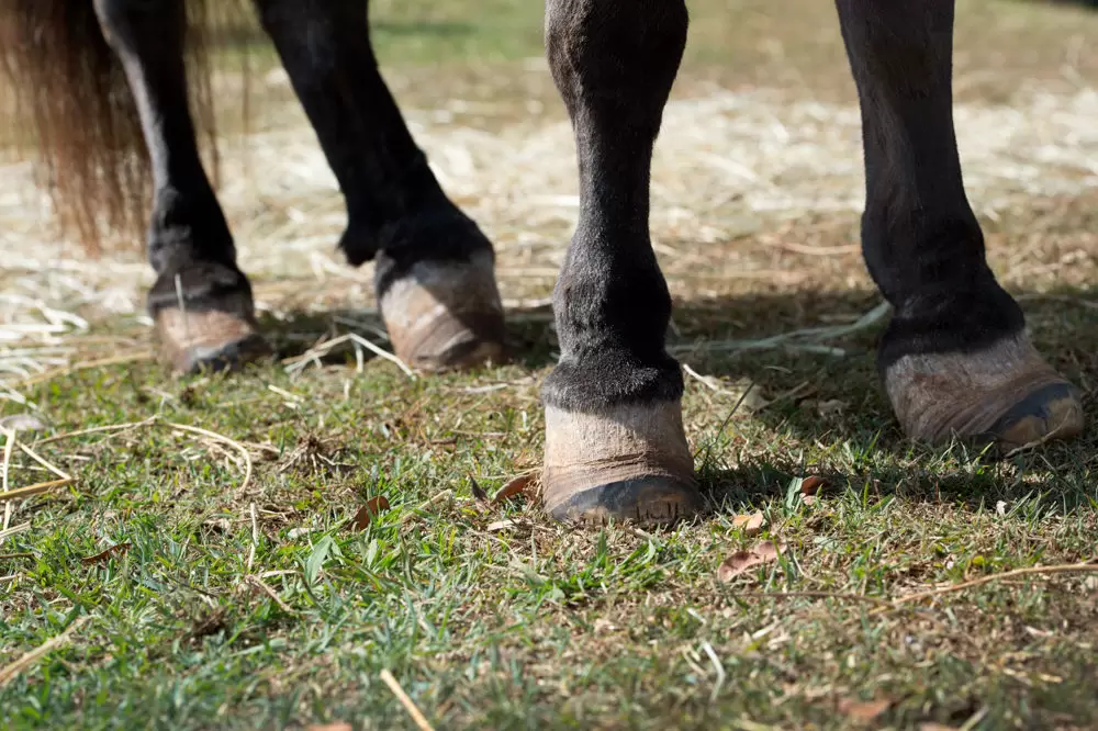 Кашель у лошади — причины, профилактика и лечение