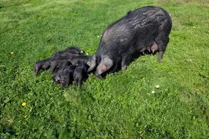 Гасконская порода свиней
