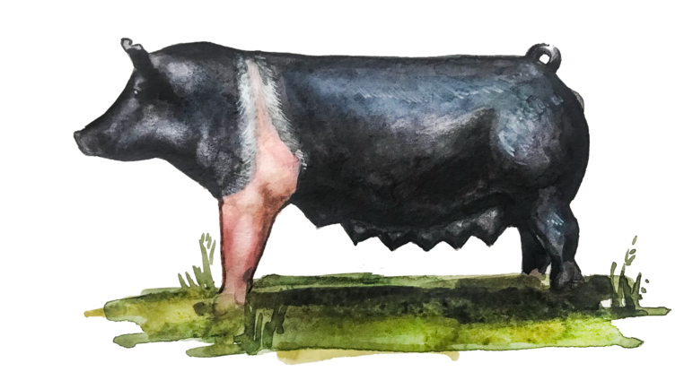 Гемпшир – порода свиней