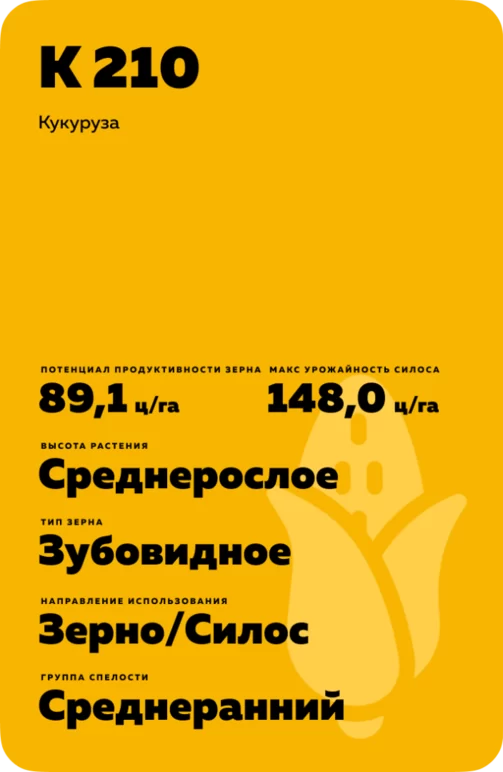 К 210 гибрид кукурузы