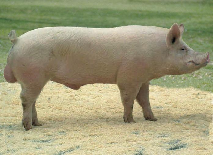 Короткоухая белая порода свиней (эдельшвайн)