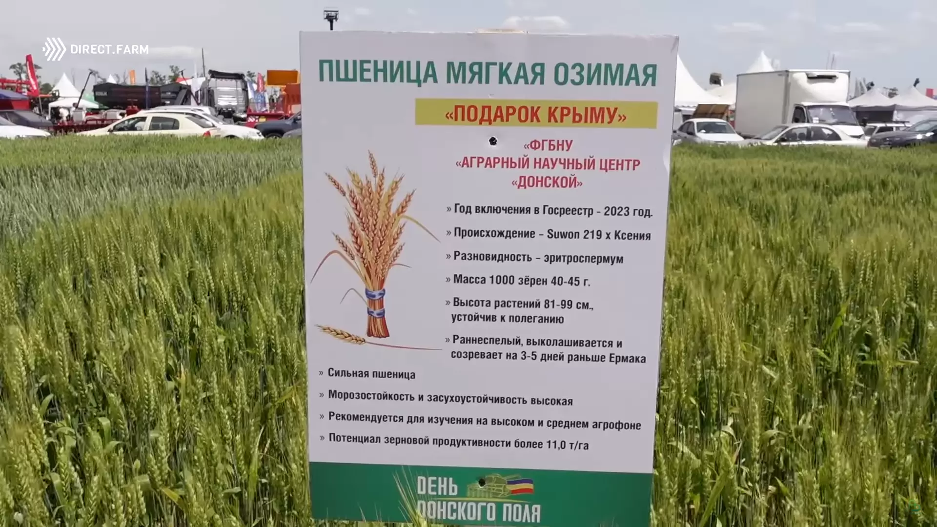 Новые сорта озимой пшеницы зерноградской селекции АНЦ Донской