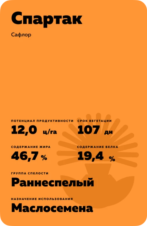 Спартак - сафлор. Характеристики и отзывы