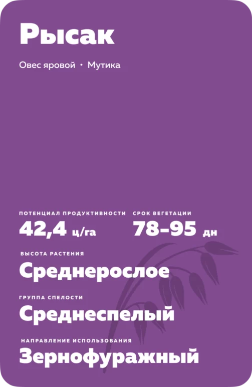 Рысак сорт овса ярового