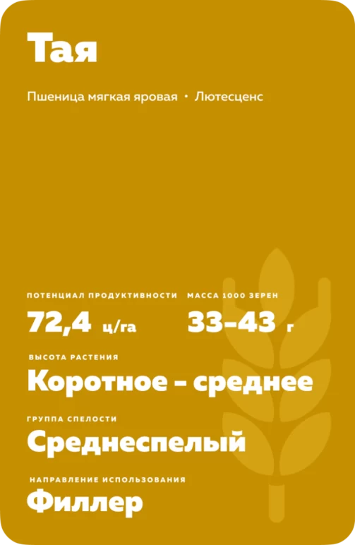 Тая сорт мягкой яровой пшеницы