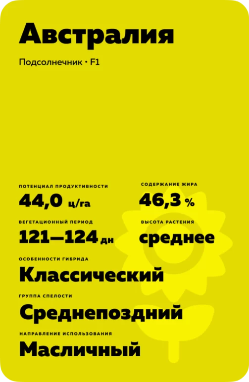 Австралия гибрид подсолнечника