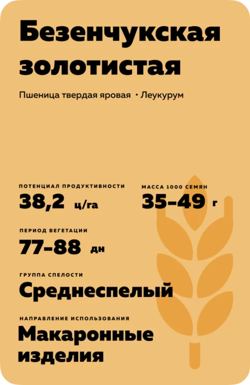 Безенчукская золотистая