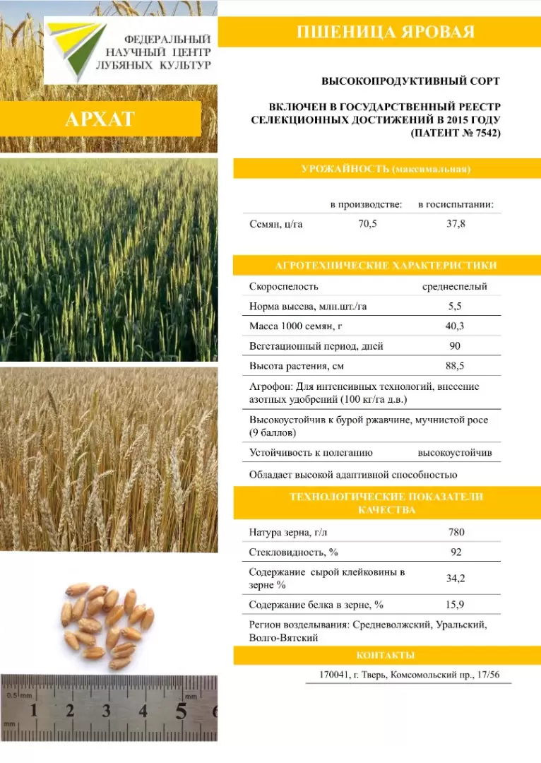 Семена Яровой Пшеницы Корнетто Купить