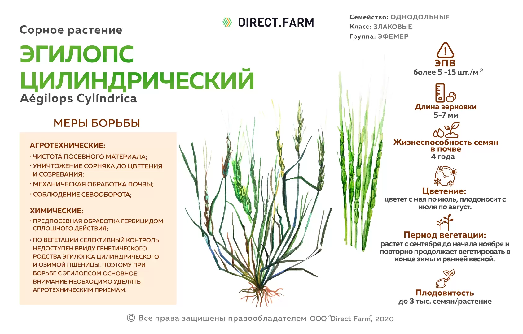 Эгилопс сорняк. Меры борьбы с сорняком Эгилопс. Злаковые сорняки Эгилопс. Эгилопс цилиндрический карантинный сорняк.