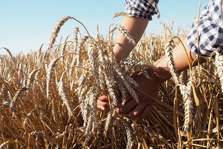 Урожайность и качество пшеницы могут быть хуже обычных показателей в 2022 году