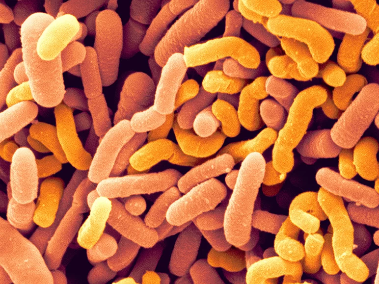 Пробиотики и пребиотики, дрожжи и бактерии: выгодно ли использовать? Часть 1