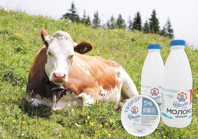 АО "Культура-Агро" занимается разведением коров айширской породы.