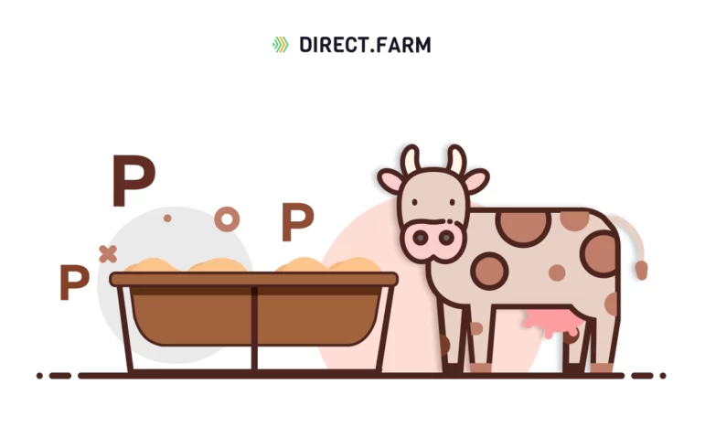Какое значение имеет фосфор в кормлении коров?