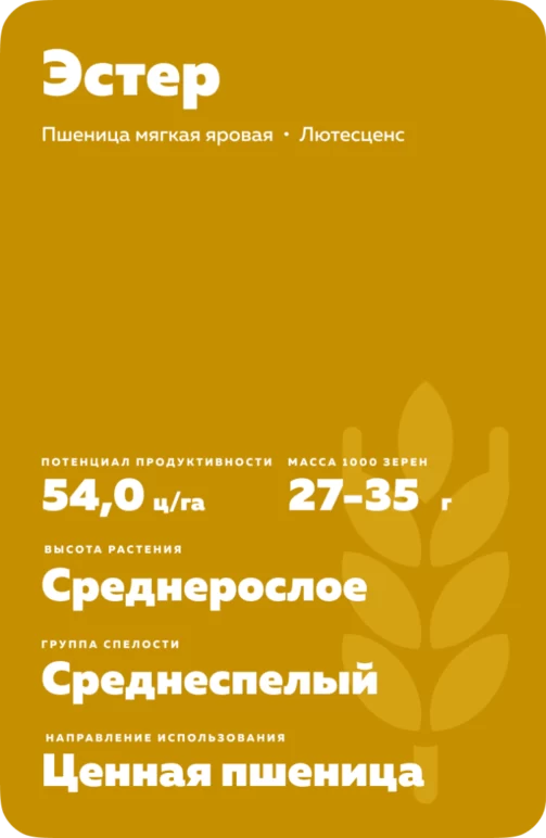 Эстер