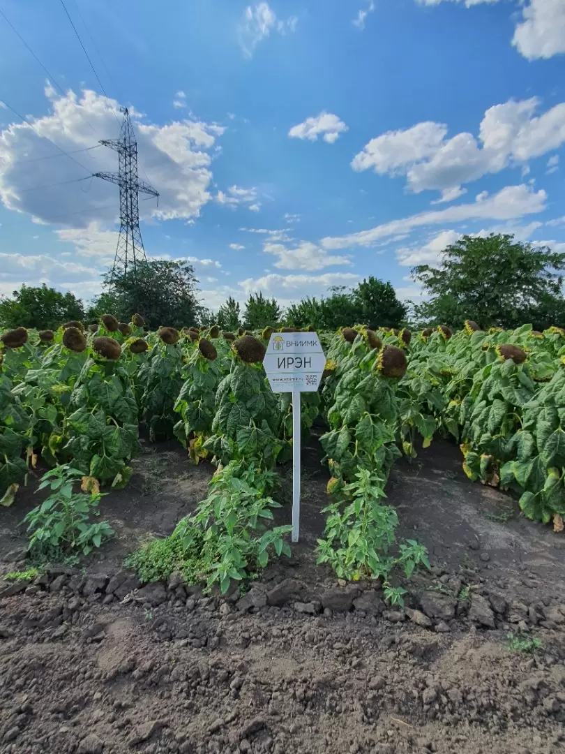 Ирэн ® - гибрид подсолнечника (Helianthus annuus L.).