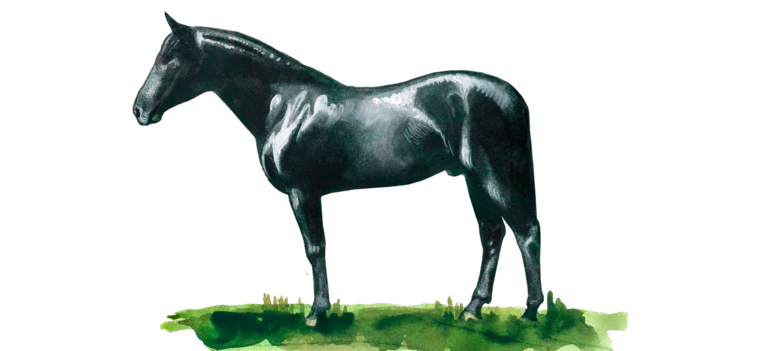 Карабаирская порода лошадей