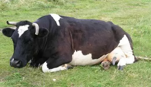 Как определить стельность коровы? Методы и необходимое оборудование