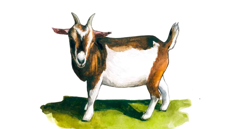 Нигерийская карликовая порода коз
