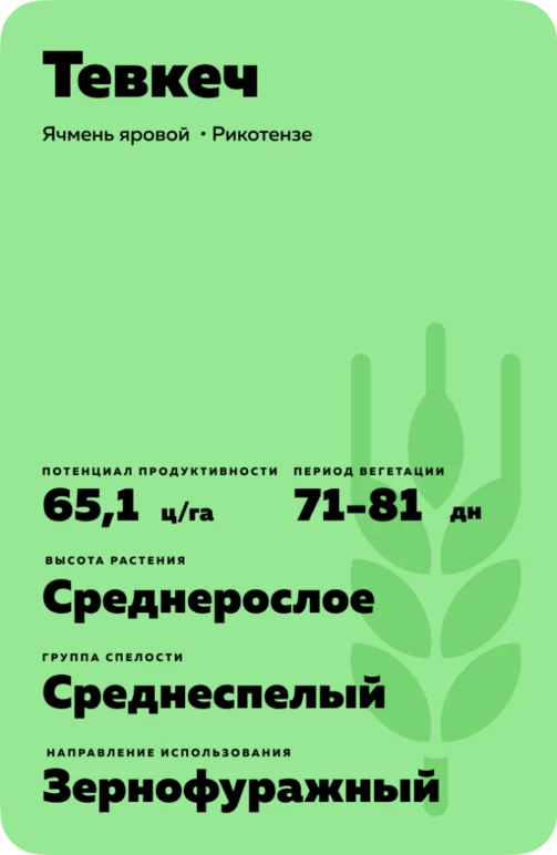 Тевкеч сорт ярового ячменя