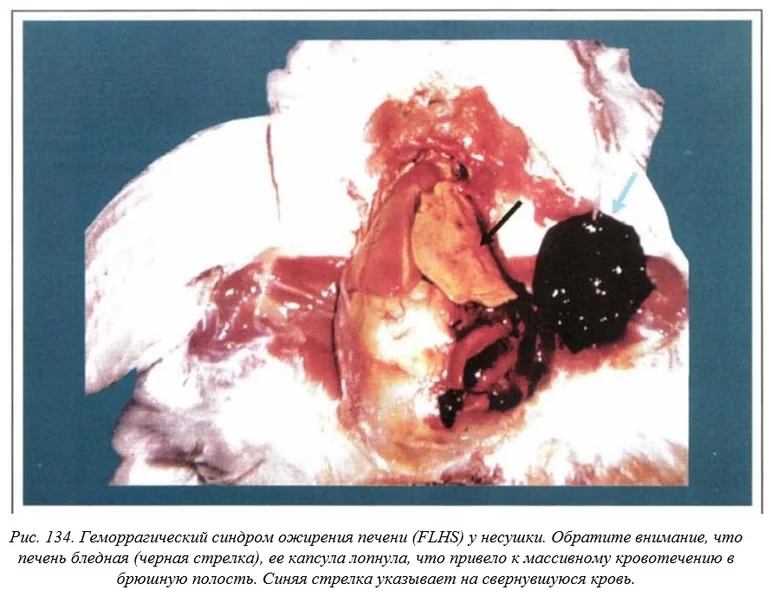 Вегад - Атлас болезней птицы. Ч. 27. Геморрагический синдром ожирения печени