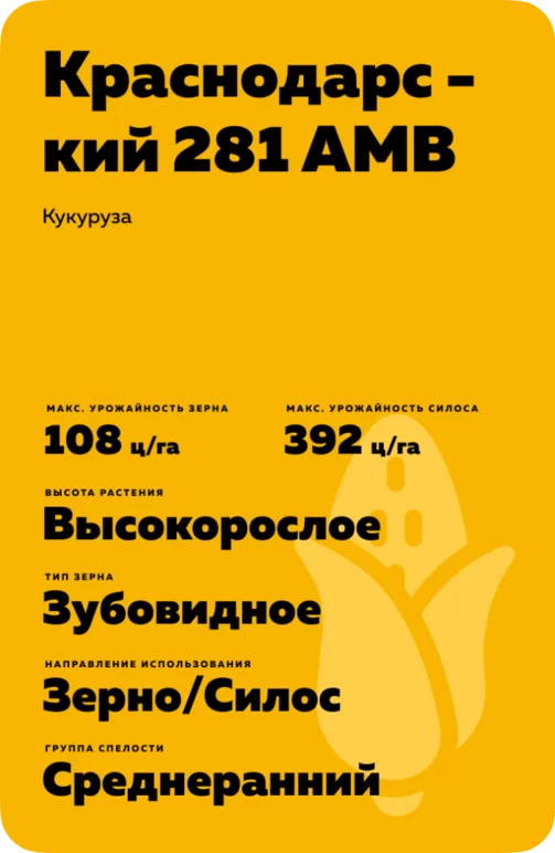 Краснодарский 281 АМВ гибрид кукурузы