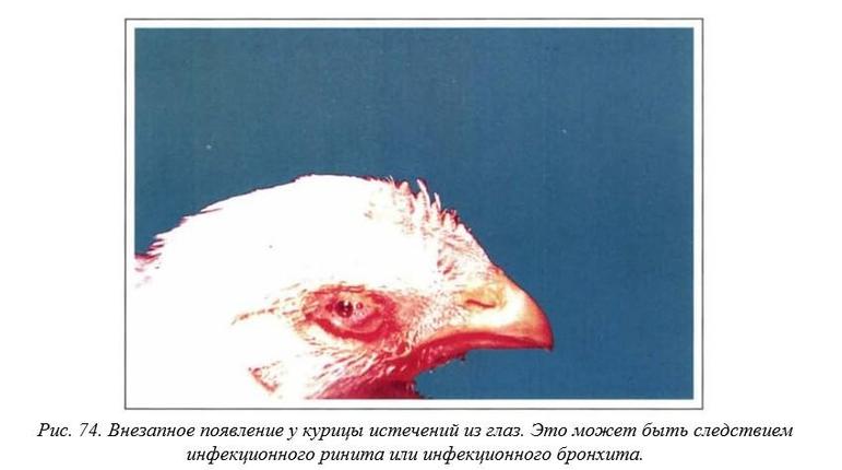 Вегад - Атлас болезней птицы. Ч. 11. Инфекционный ринит